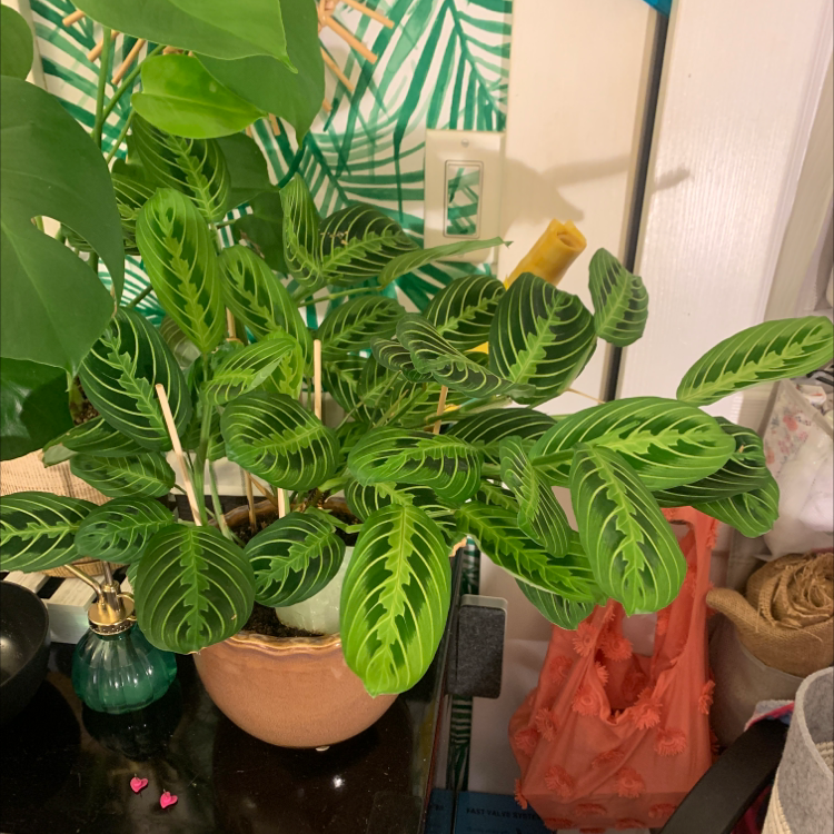 Thriving Green Prayer Plant with lush, patterned leaves in a well-framed image. The plant appears very healthy with no signs of disease.