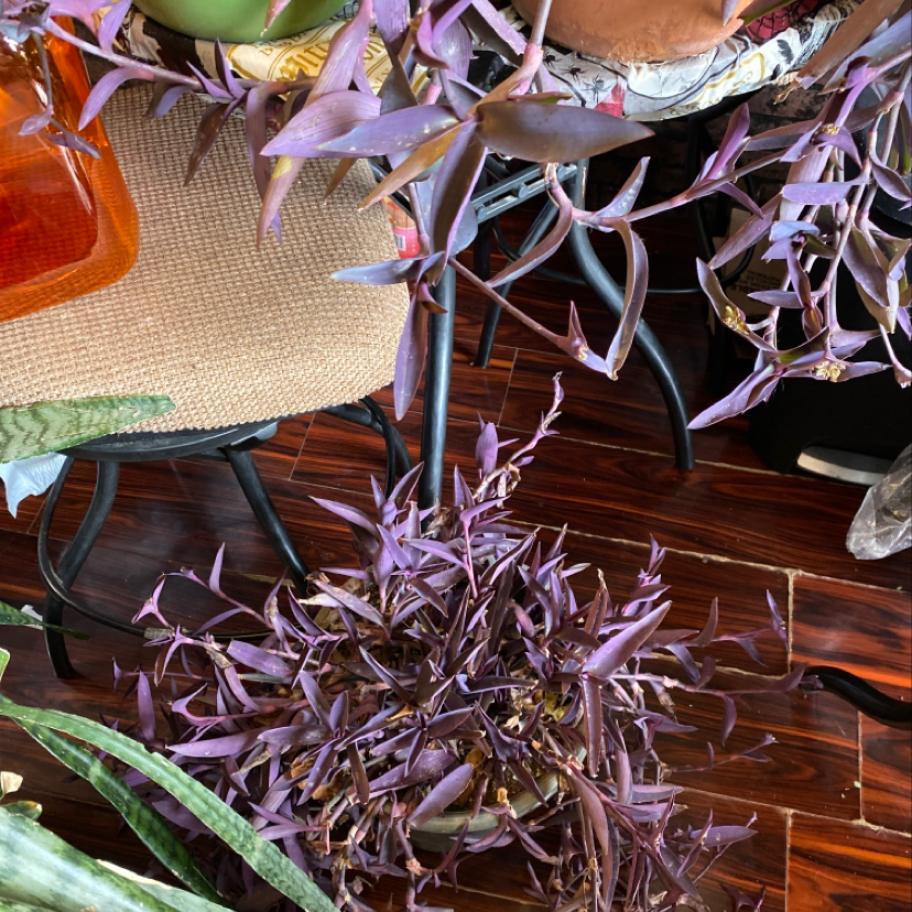 Close-up of a healthy Purple Heart plant with vibrant purple leaves growing from trailing stems on a wooden surface.