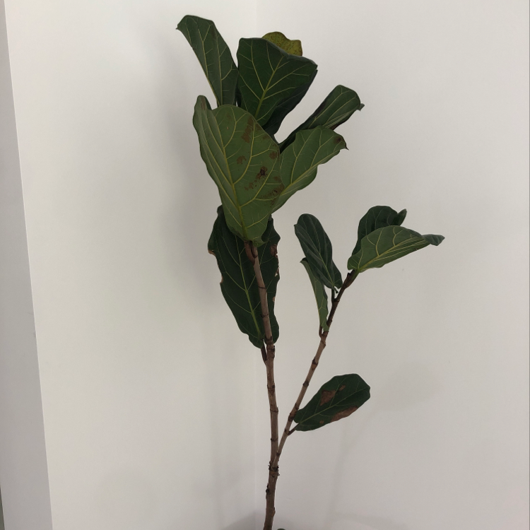 Fiddle Leaf Fig plant with some browning and black spots on leaves, potted with visible soil.
