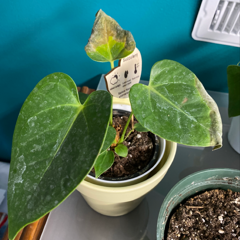 A healthy potted Anthurium plant with glossy green and white variegated leaves, against a teal background.