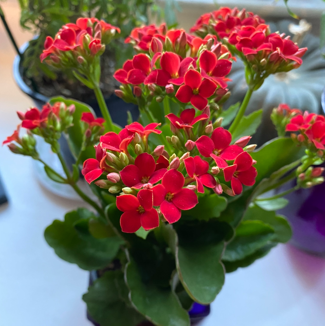 Florist Kalanchoe is Toxic To Humans