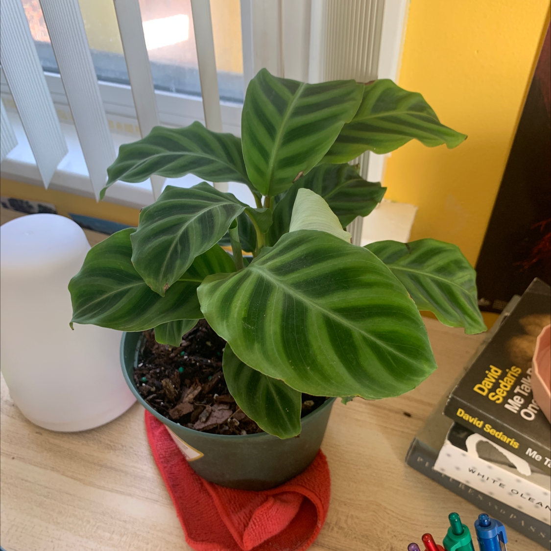 Healthy Zebra Calathea plant in a pot on a table, with vibrant leaves.