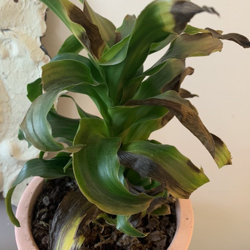 Basket Plant with significant browning and yellowing leaves in a pot with visible soil.