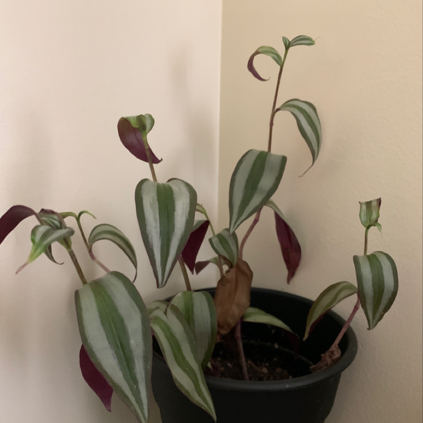 Spiderwort plant photo by @haipam named Mochi on Greg, the plant care app.