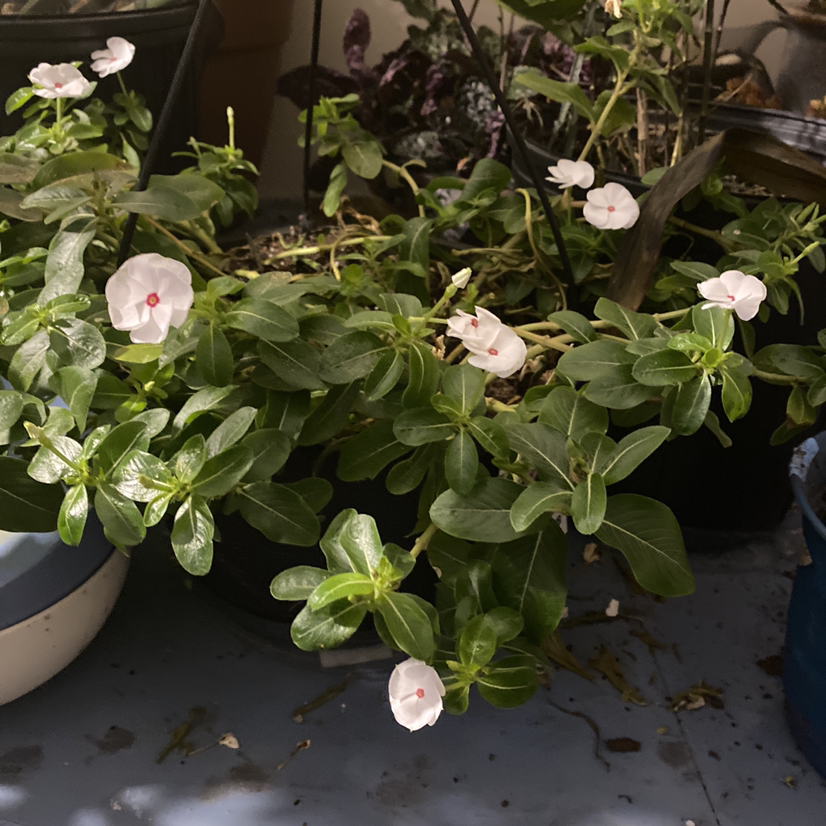 Bright Eyes plant with white flowers and green leaves in a pot, soil visible.