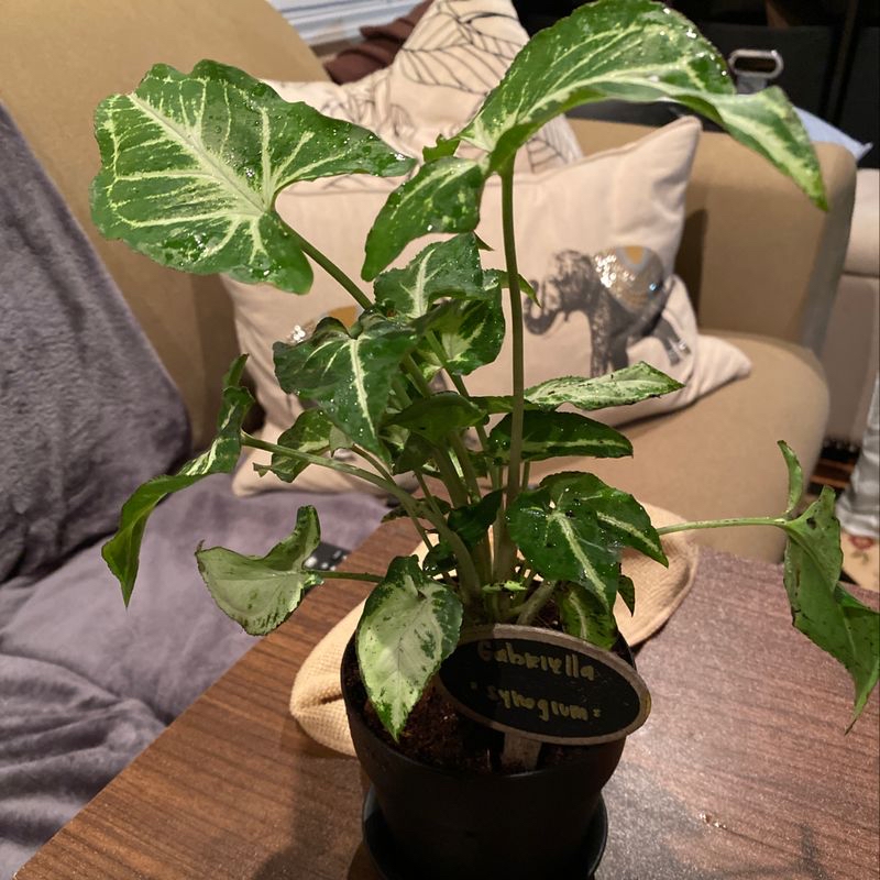 Healthy Arrowhead Plant with vibrant green variegated leaves in a black plastic pot, held by a human hand to showcase its lush foliage.