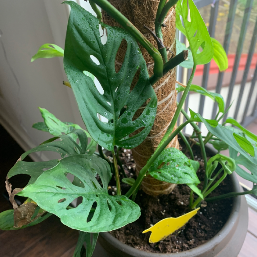 Healthy Monstera deliciosa plant with large fenestrated leaves in a brown ceramic pot, one yellowing leaf visible.