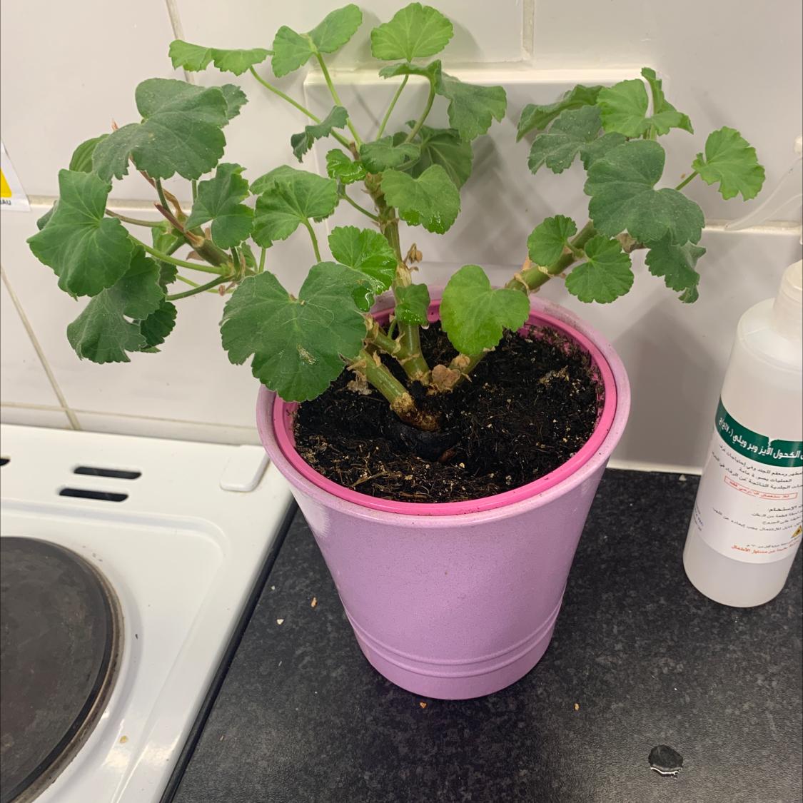 Zonale Geranium in a pink pot on a kitchen counter with green leaves.