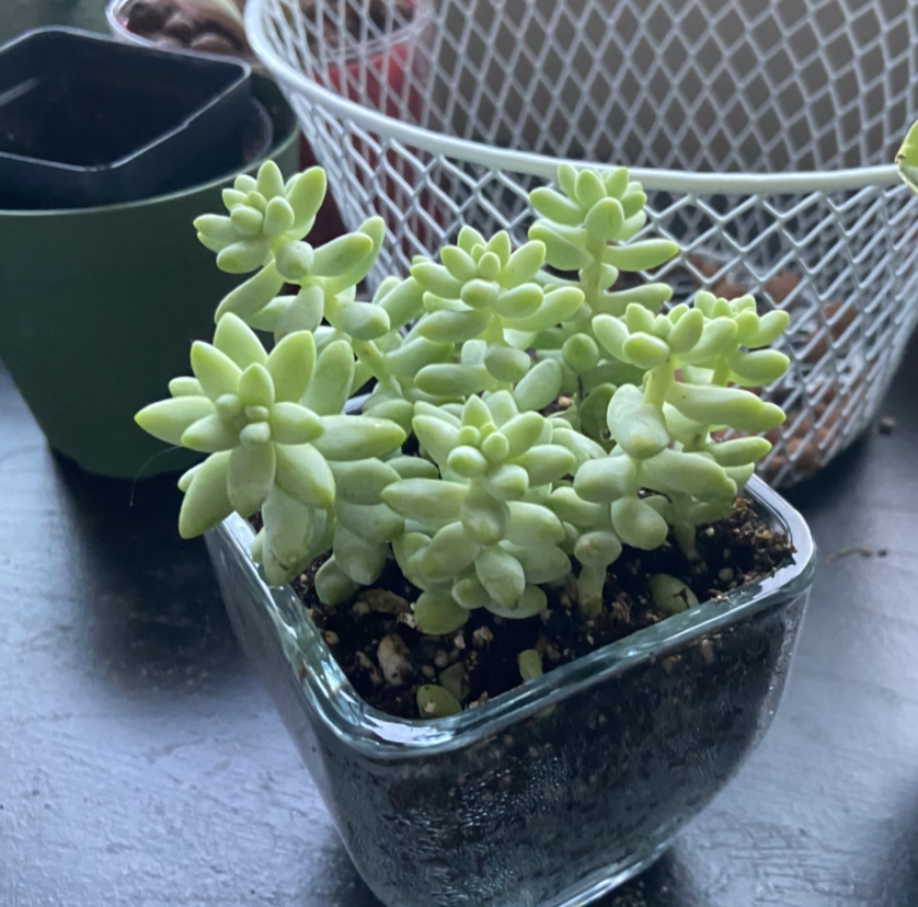 Healthy Palmer's Sedum in a glass container with visible soil.