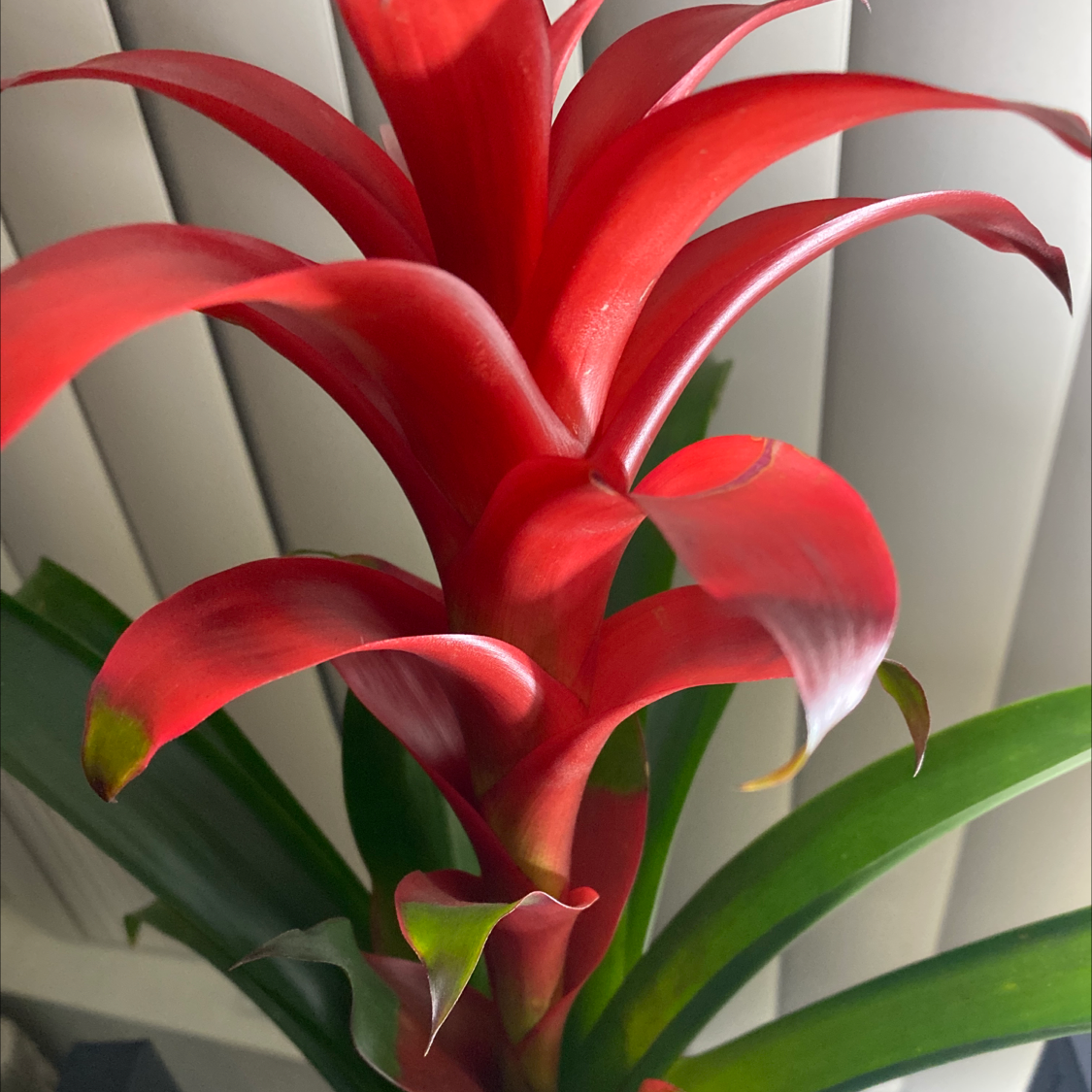 Vibrant red and green Guzmania lingulata bromeliad plant in full bloom, with arching leaves and bright red flower bracts.