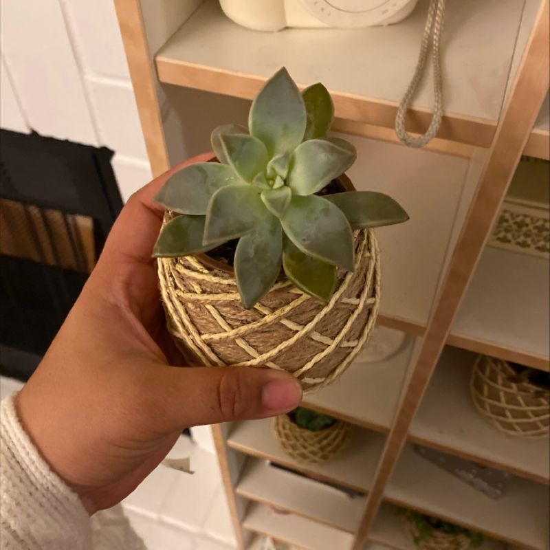 Hand holding a healthy Ghost Plant succulent in a small pot.