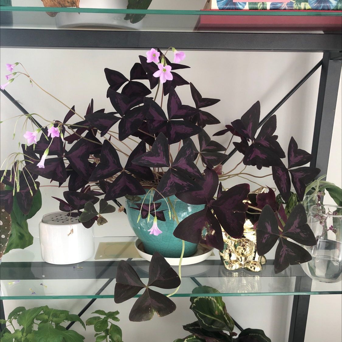 Healthy purple shamrock plant with vibrant triangular leaves in a teal ceramic pot on a glass shelf with decor.