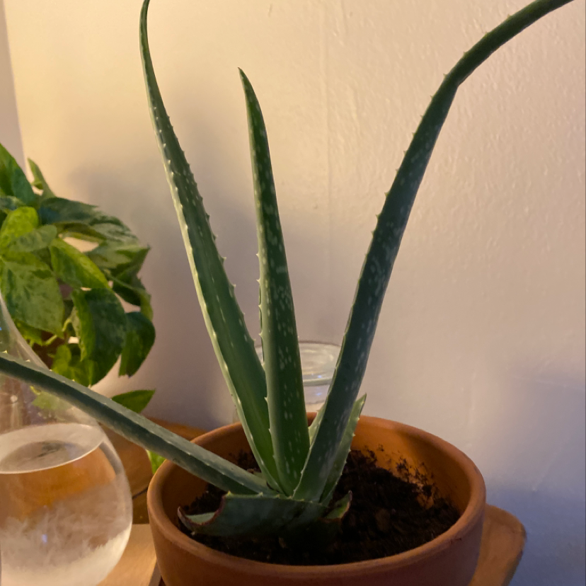 Healthy aloe vera plant with long pointed green leaves in a small terracotta pot, soil visible.