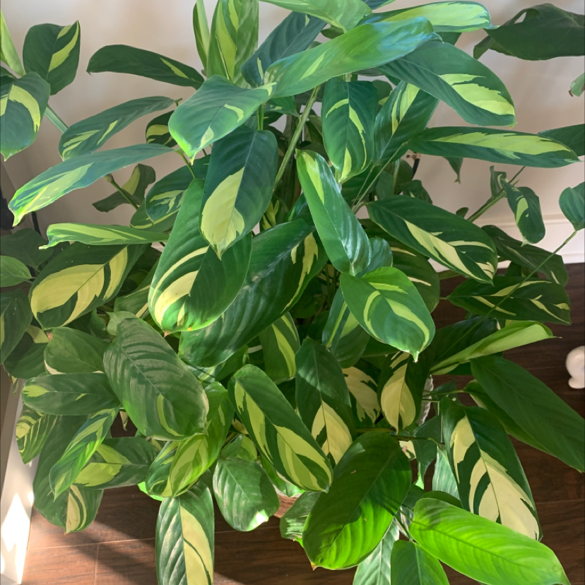 Golden Mosaic Plant with variegated green and yellow leaves, well-framed and in focus.