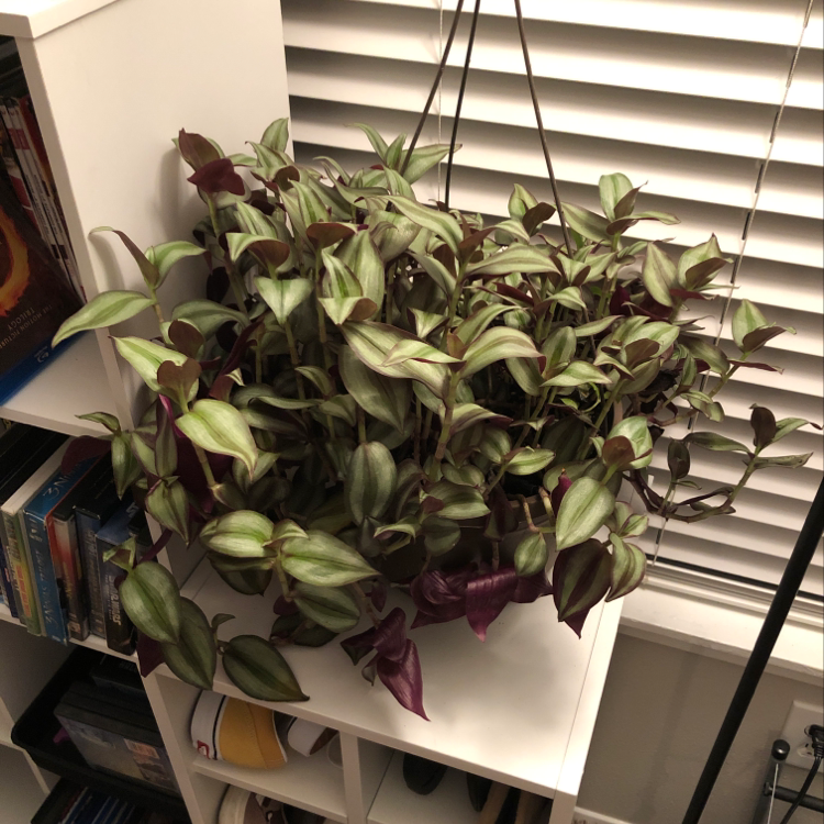 Lush, healthy Tradescantia zebrina plant with long trailing stems and variegated green, white and purple leaves in a hanging basket.