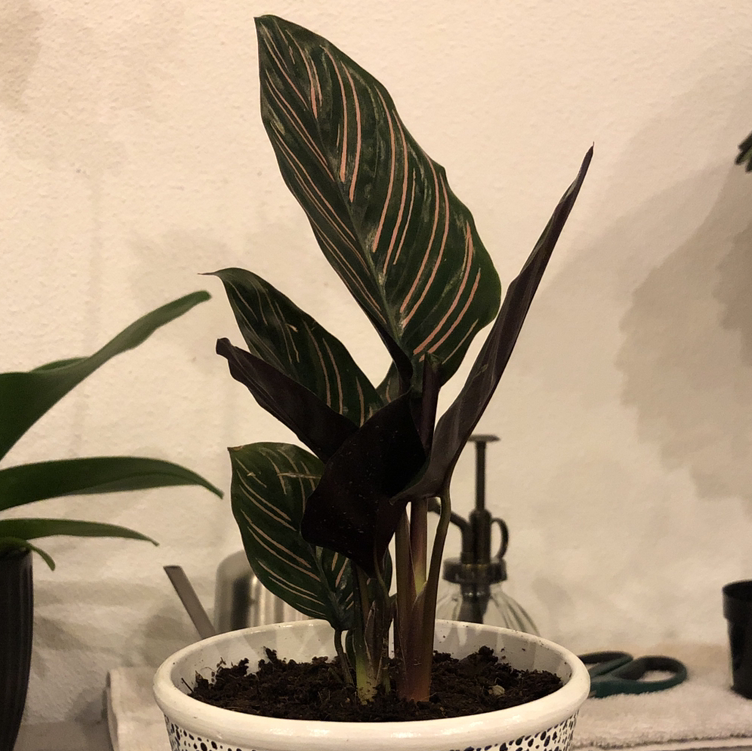 Pinstripe Calathea plant in a white pot with distinctive pink-striped leaves.