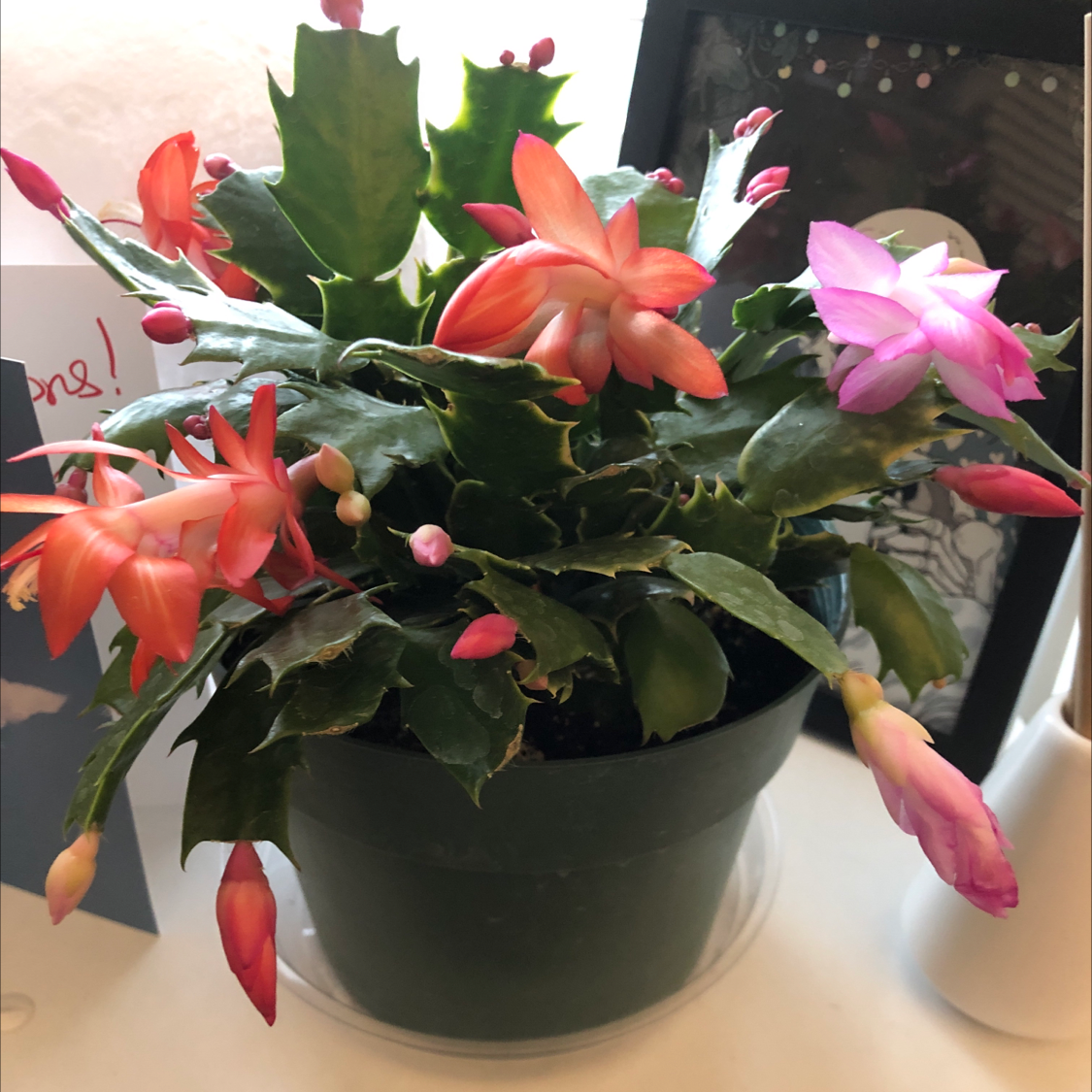 false Christmas Cactus with red and pink flowers in a pot, appearing healthy.