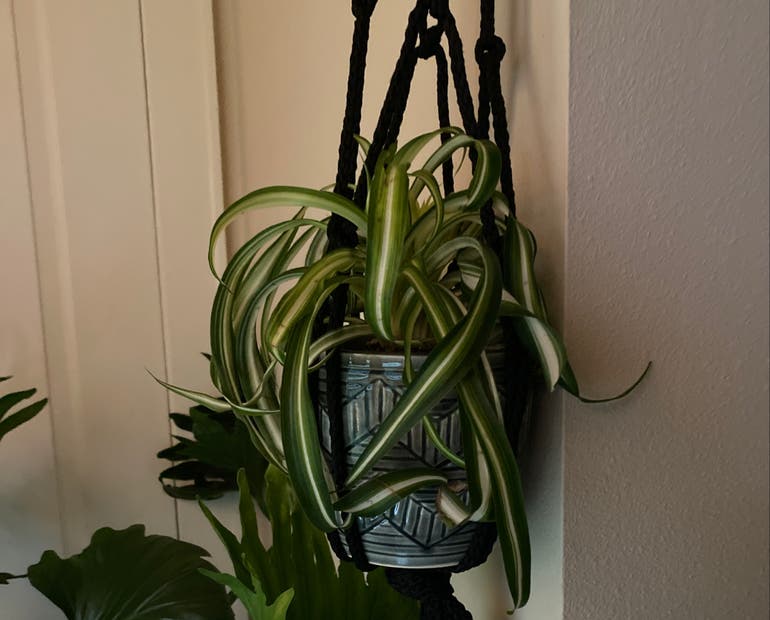 Spider plant 'variegatum’