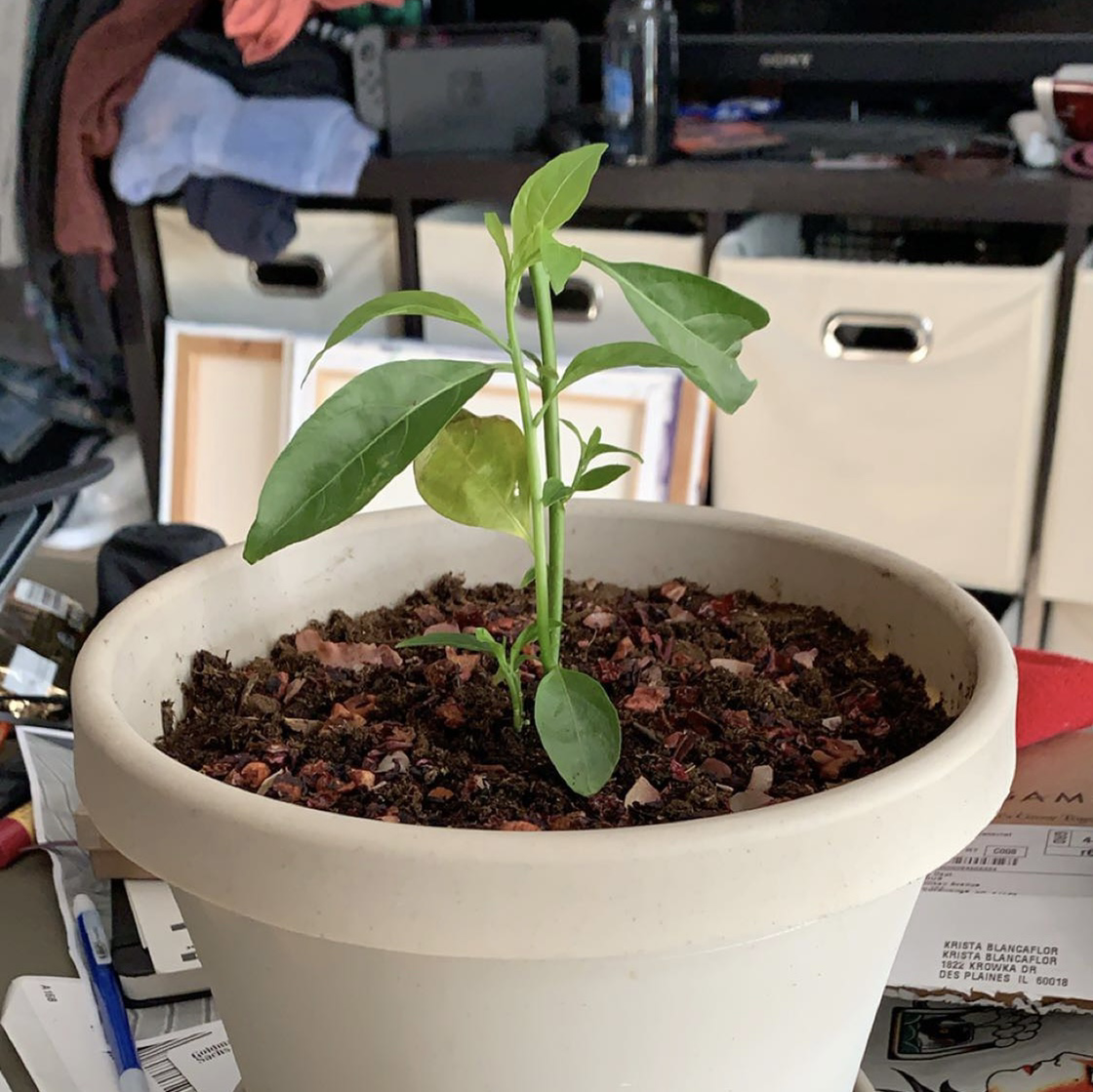 Healthy young sunflower seedling growing in a white pot, with a hand pointing at the base to show the growth stage.