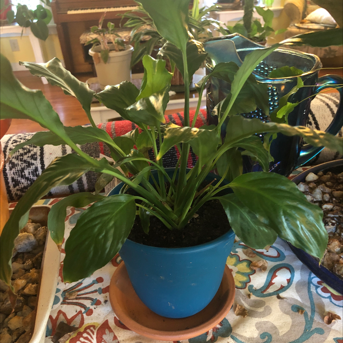 A healthy, thriving peace lily plant with lush green foliage in a blue ceramic pot, photographed on a colorful tablecloth.