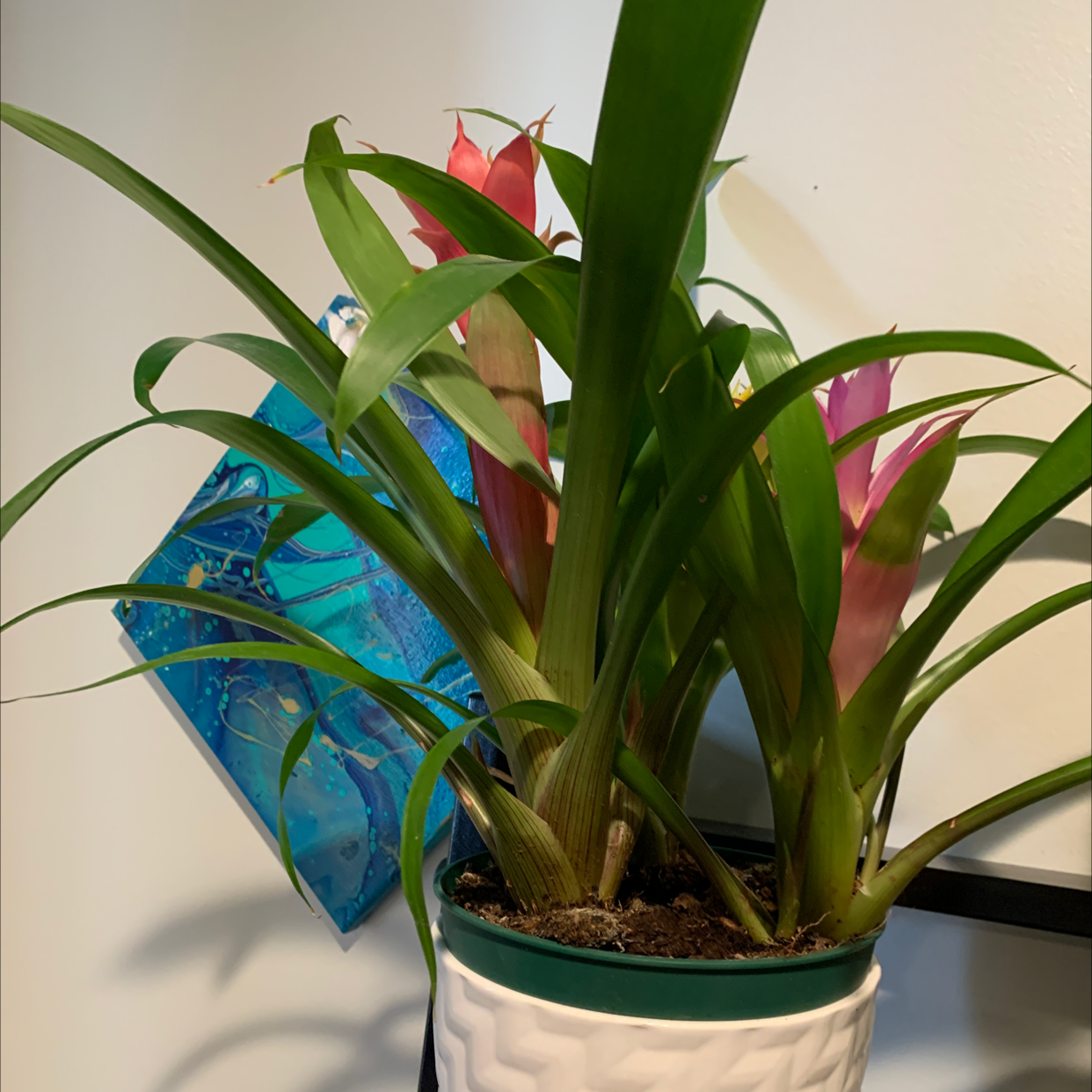 Healthy Droophead Tufted Airplant with long slender leaves in shades of green, pink and red, in a white pot.