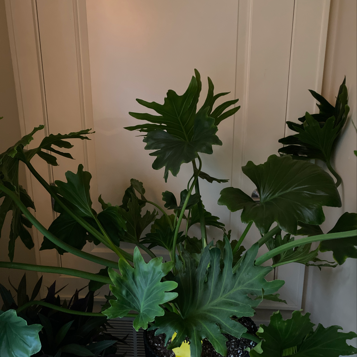 Plant care for Varigated Peace Lilly on Greg, the plant care app