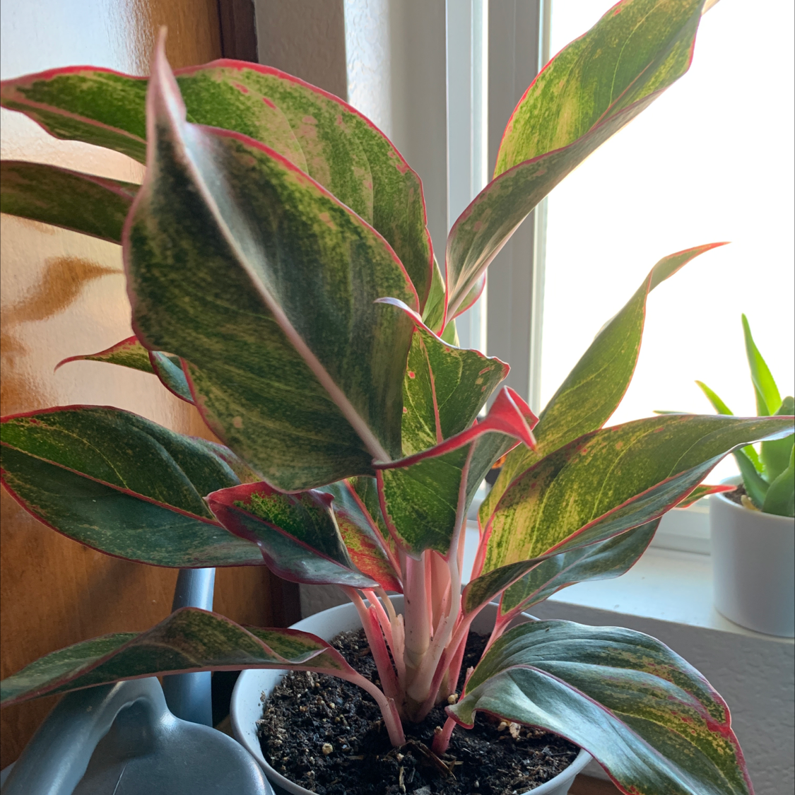 Triostar Stromanthe plant in a white pot with variegated leaves near a window.
