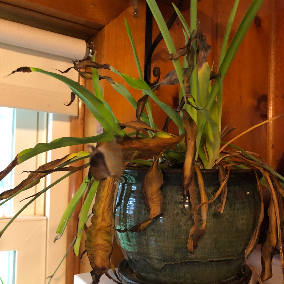 Plant care for Neon Pothos on Greg, the plant care app