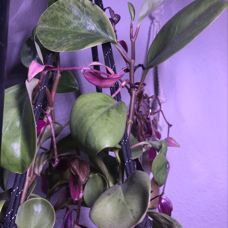 A well-framed photo of a healthy Baby Rubber Plant with glossy green leaves, some yellowing on lower foliage, and magenta flowers.