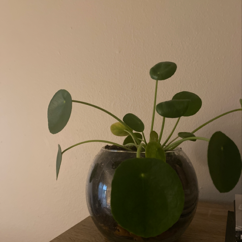 Plant care for Tristellateia stenoptera on Greg, the plant care app