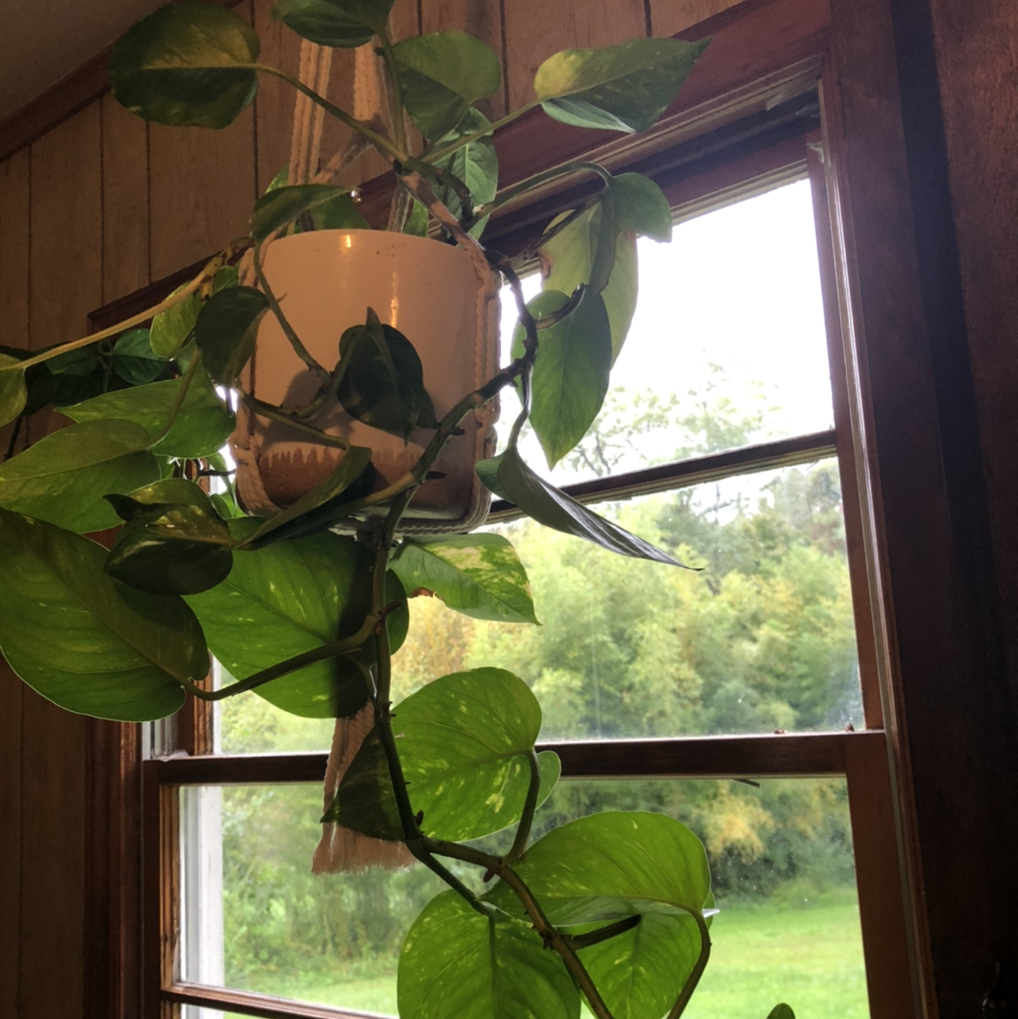 Plant care for Gigi Rose on Greg, the plant care app