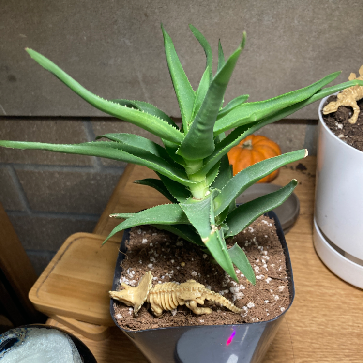 Climbing Aloe plant in a pot with well-draining soil and a small decorative item.