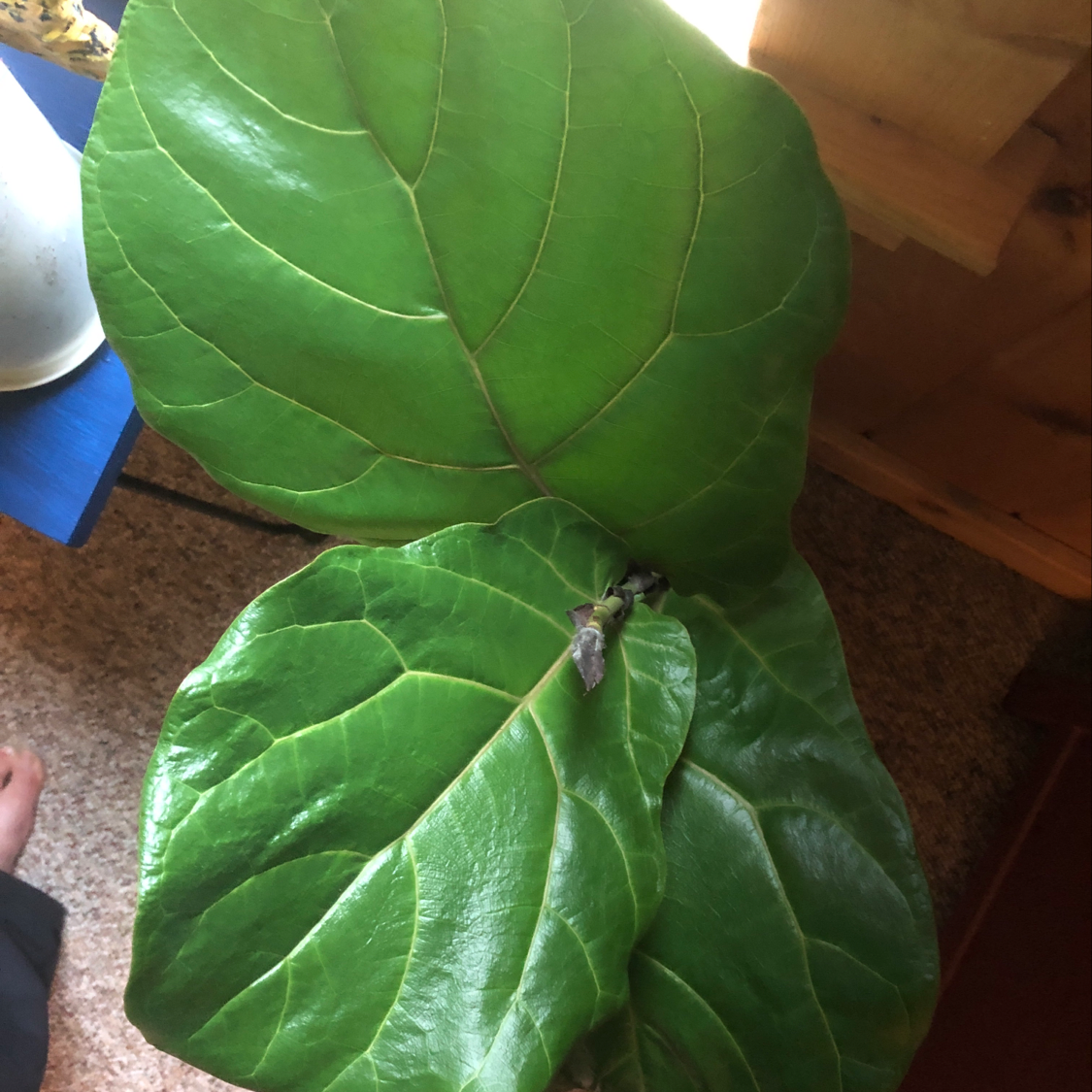 Fiddle Leaf Fig plant with large, glossy green leaves, well-framed and centered.