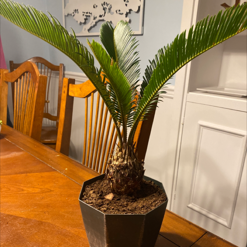 Best Potting Soil Mix For Sago Palm