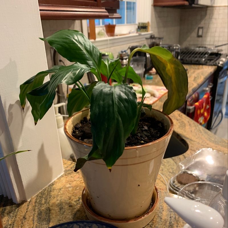 A peace lily with large glossy leaves in a ceramic pot, one leaf drooping. Two plants potted together on a kitchen counter.