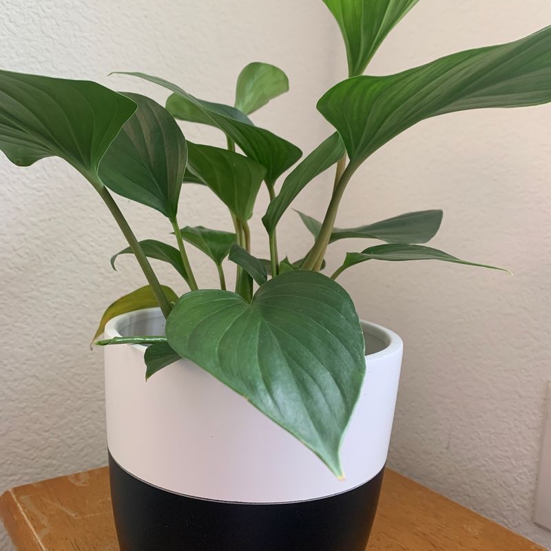 Healthy Chinese Taro plant with large, glossy, dark green heart-shaped leaves growing in a white ceramic pot.