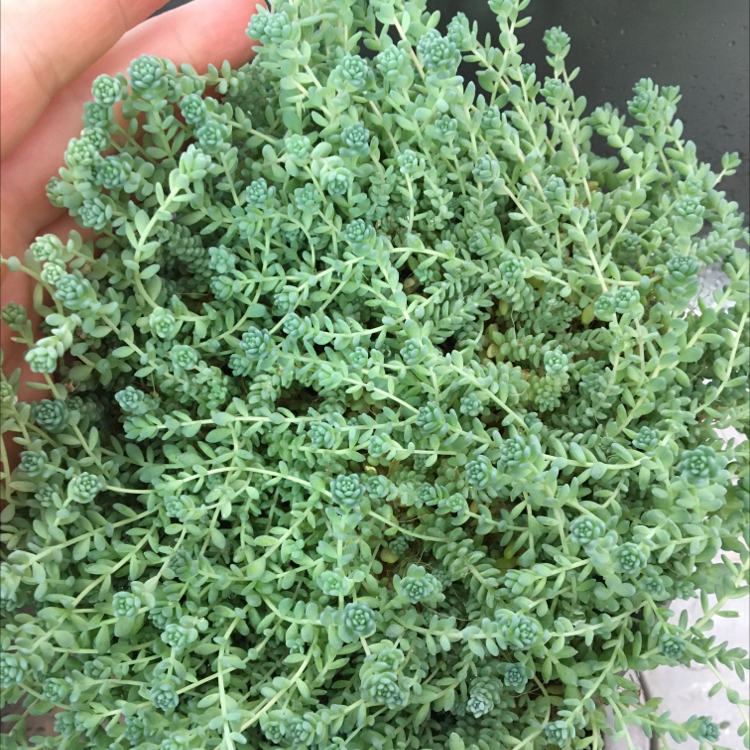 Healthy Corsican Stonecrop plant held by a hand, showing dense green succulent leaves.