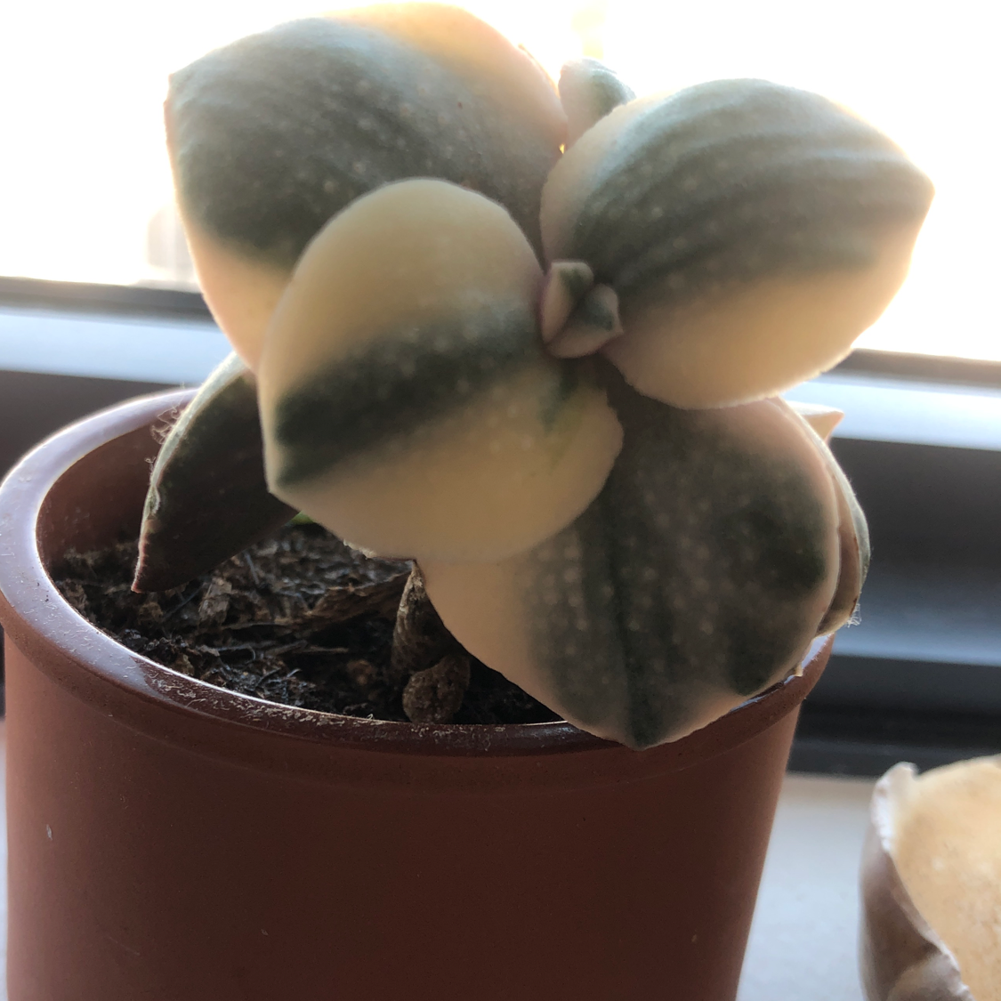 Potted Aeonium 'Sunburst' plant with variegated leaves in good health.