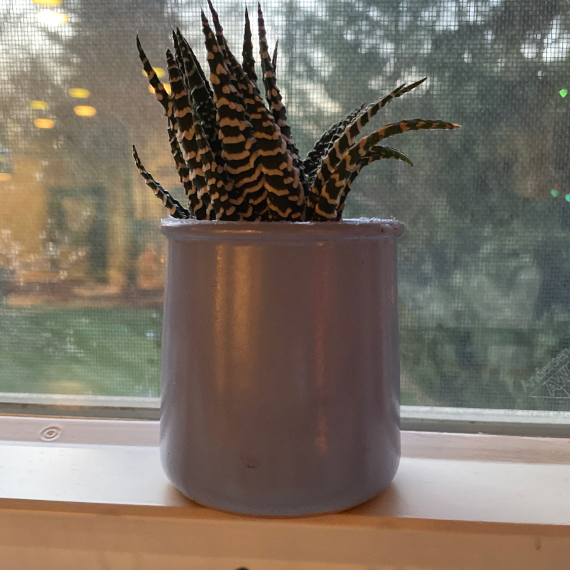 Zebra Plant plant photo by @Tewiewiora named Kevin on Greg, the plant care app.