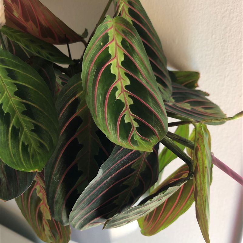Closeup of a healthy, vibrant prayer plant with green, red and yellow striped leaves. The plant appears to be thriving.