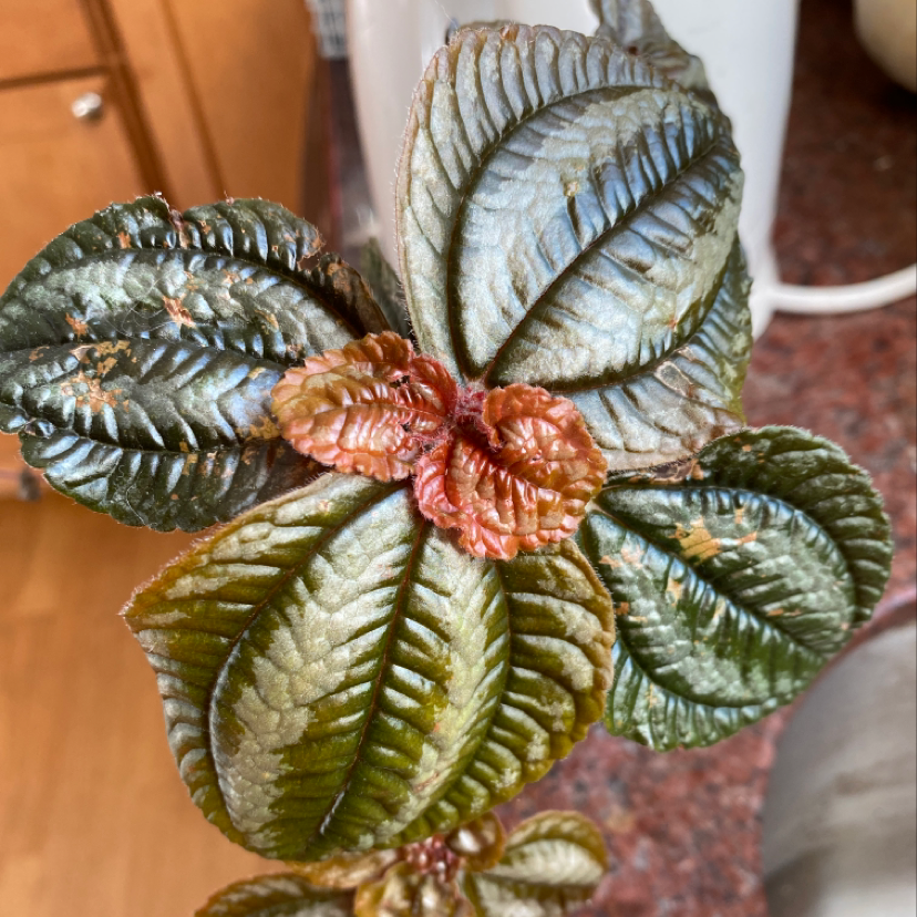 Close-up of an Aluminum Plant with textured leaves showing some browning.