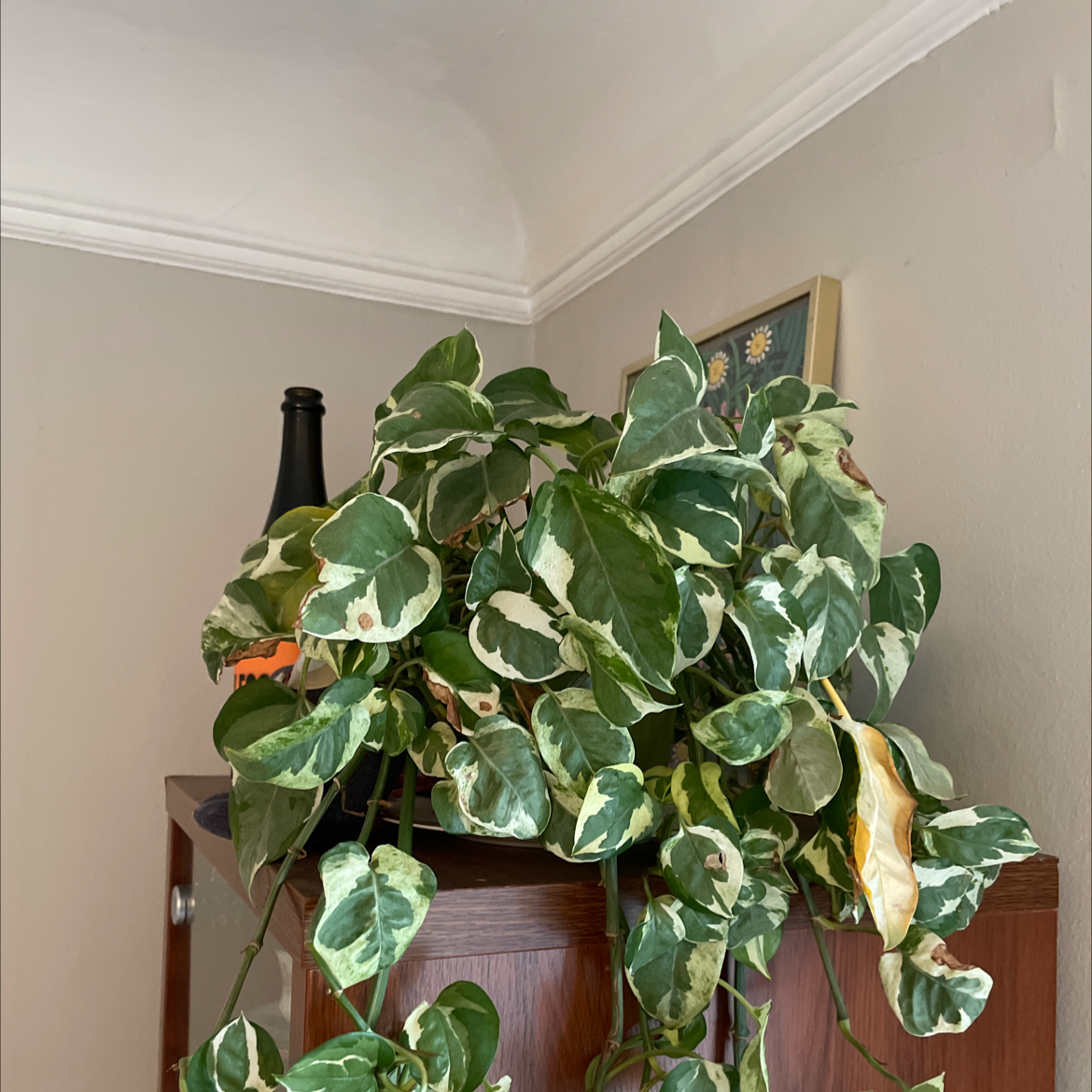 Satin Pothos plant photo by @marrakech named Caecilius￼ on Greg, the plant care app.