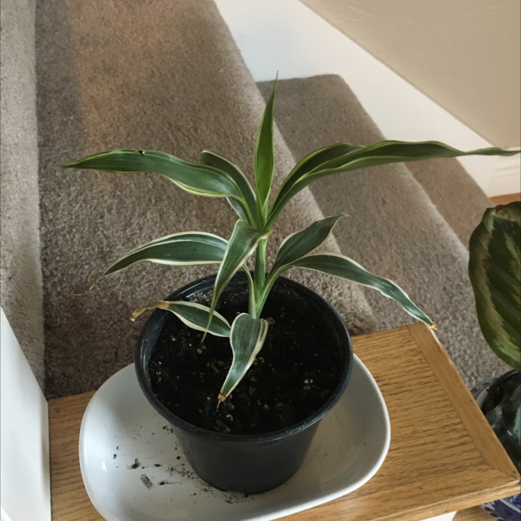 A healthy potted lucky bamboo plant with green leaves, sitting on a wooden surface. The soil in the pot is visible.