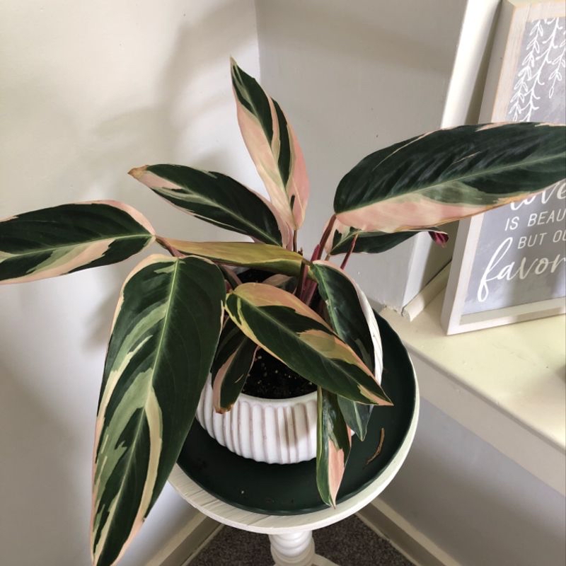 Triostar Stromanthe plant in a white pot with variegated leaves.