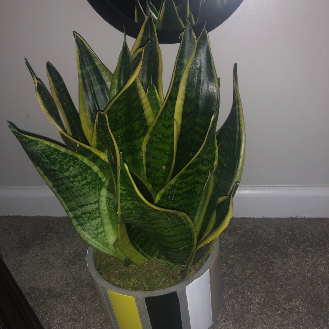 Snake Plant in a decorative pot with some yellowing leaves, indoors.
