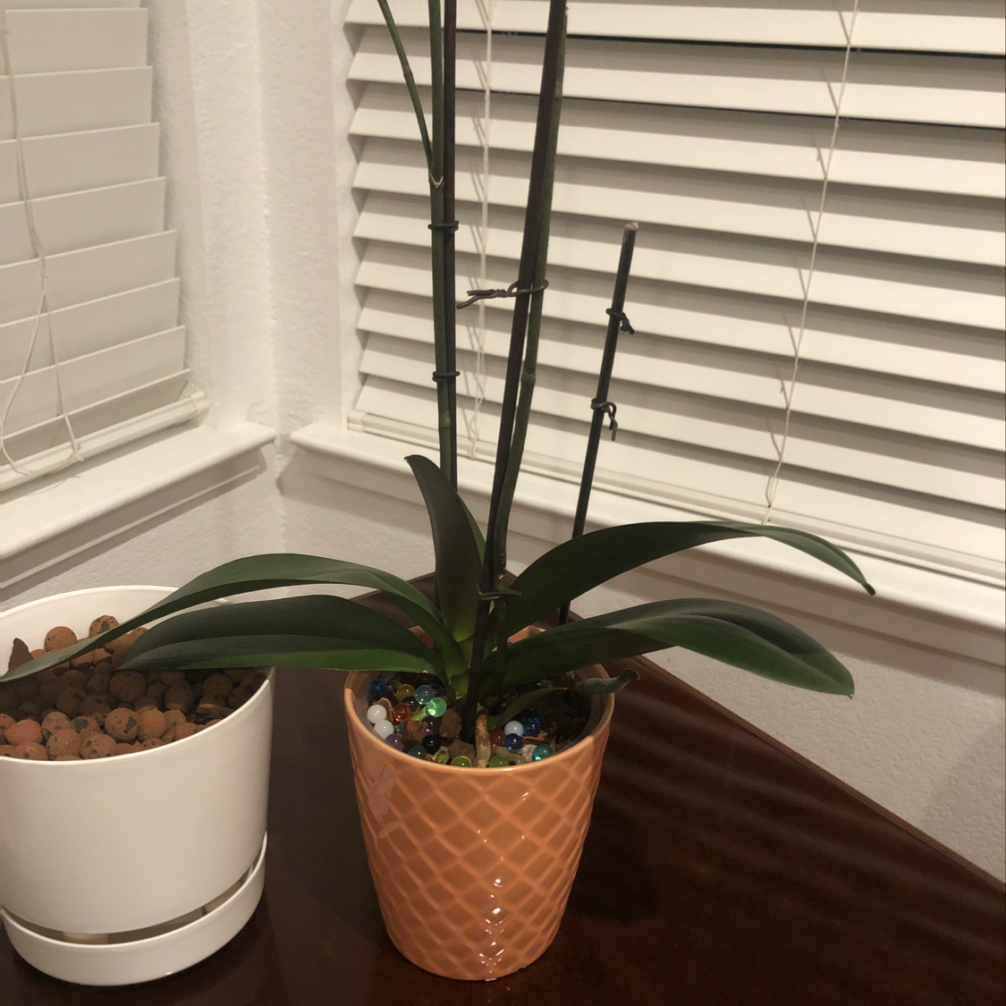Healthy Moses-in-the-Cradle plant with glossy green and purple leaves in a terracotta pot near a window with blinds.