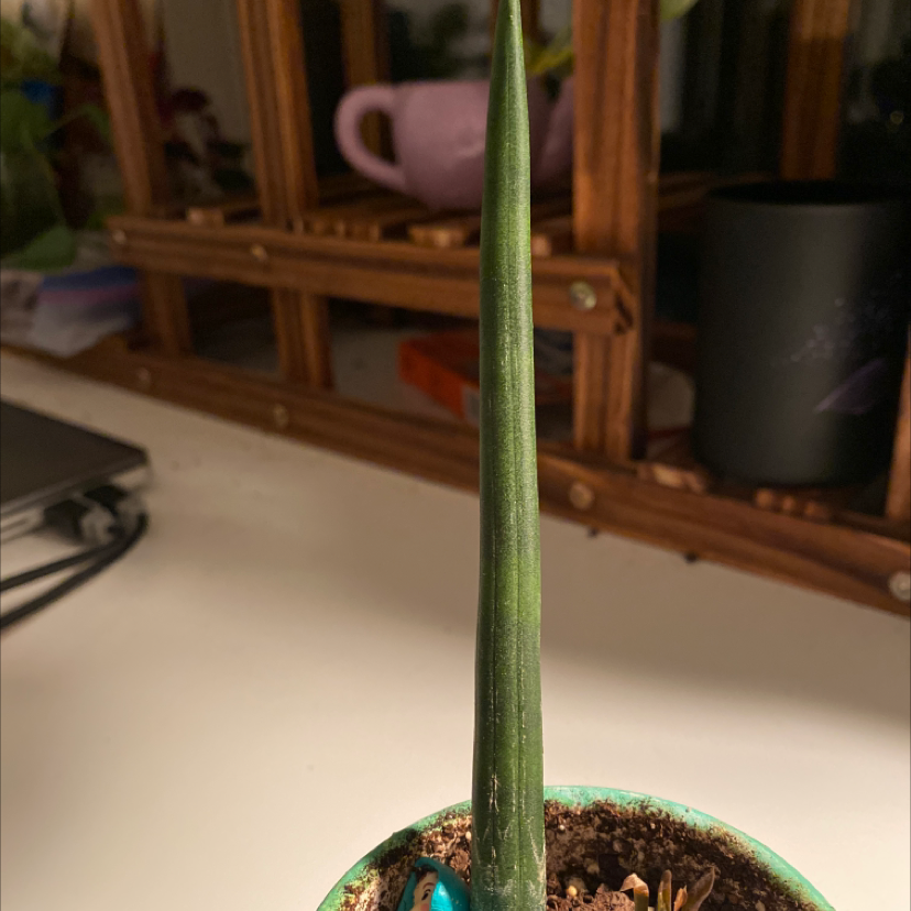 Cylindrical Snake Plant in a small pot with visible soil, well-framed and in focus.