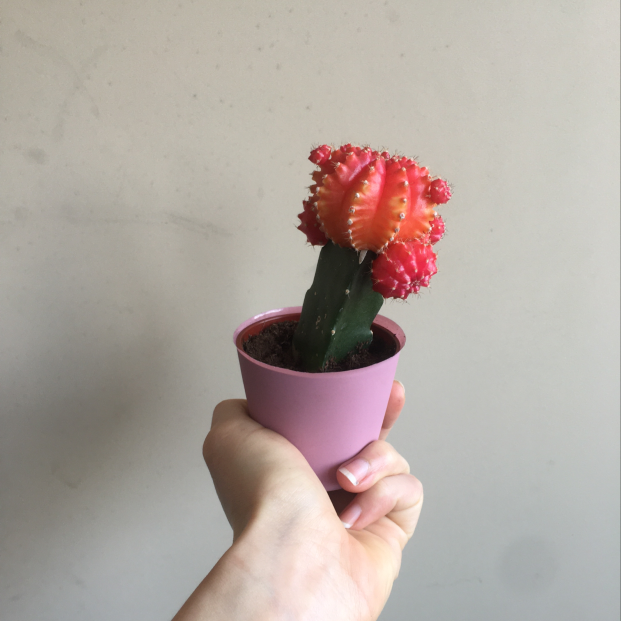Moon Cactus (Gymnocalycium mihanovichii) in a pink pot held by a hand.