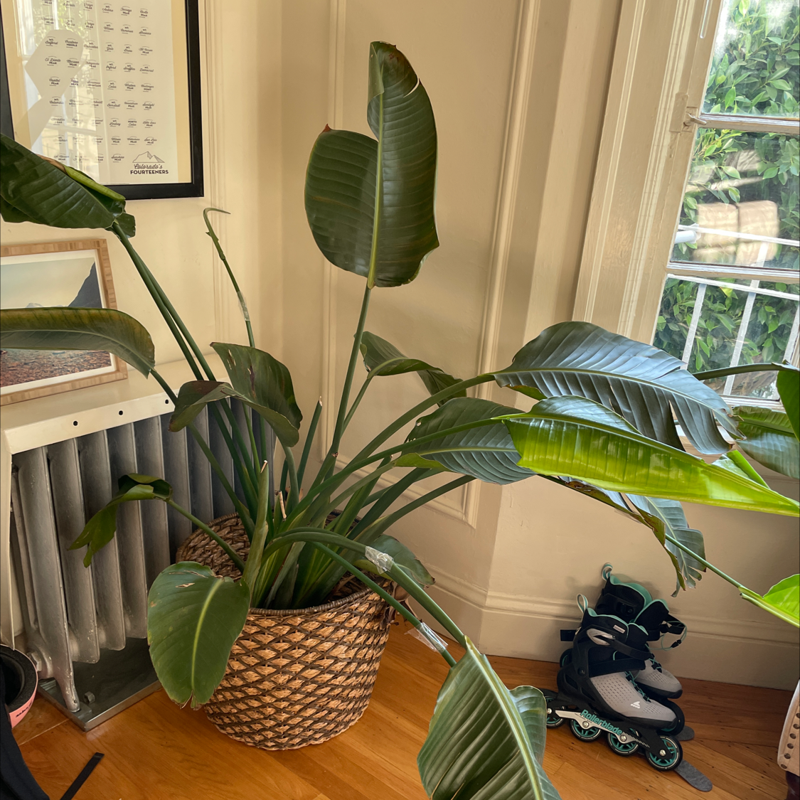 Healthy White Bird of Paradise plant with large green leaves in a living room setting near window and decor.
