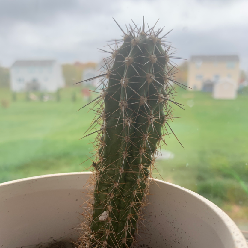 Blue Columnar Cactus in a white pot with a blurred background.